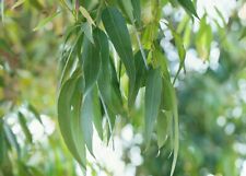 Echter eukalyptus eucalyptus gebraucht kaufen  Ronsdorf