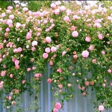 Fragrant climbing rose for sale  BIRMINGHAM