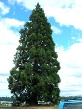 Giant sequoia sequoiadendron for sale  Elko