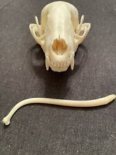 Real raccoon skull for sale  Vernon Hill