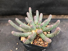 Euphorbia inermis cactus usato  Massafra