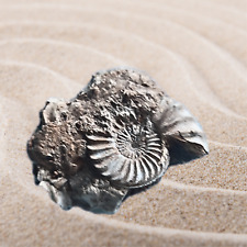 Versteinerung fossil ammonit gebraucht kaufen  Homburg
