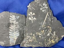 Carboniferous fossils fossilie gebraucht kaufen  Saarbrücken