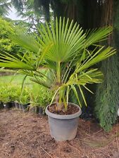 Windmill palm tree for sale  Woodburn