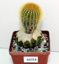 Uebelmannia  eriocactoides /6694/ D40mm,grafted  for sale  Shipping to South Africa