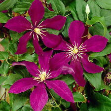 Clematis niobe plant for sale  UK