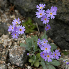 Mehlprimel primula farinosa gebraucht kaufen  Bad Zwischenahn