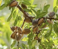 Sweet almond plant for sale  CARDIFF