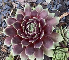 Sempervivum pingo gebraucht kaufen  Wagenhoff