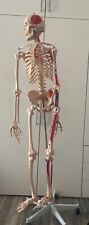 Menschliches skelett lebensgro gebraucht kaufen  GÖ-Herberhausen