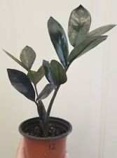 Plant zamiifolia zamioculcas for sale  Harrisburg