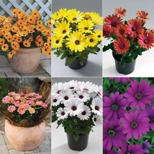 Osteospermum cape daisy for sale  UK