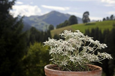 200 edelweiss herb for sale  Enterprise
