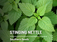 Stinging nettle 100 for sale  Frisco