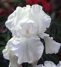 Iris germanica winter for sale  CRANBROOK