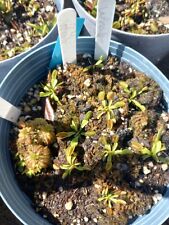 Venus flytrap small for sale  Slidell