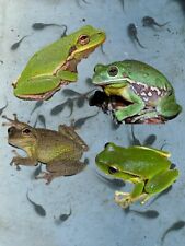 Live treefrog tadpoles for sale  Morrison