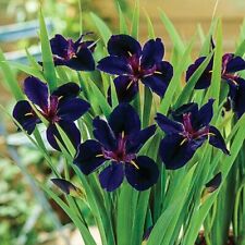 Iris lousiana black for sale  UK