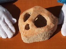dinosaur skull for sale  Tucson