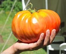 Tomatensamen fleischtomate zar gebraucht kaufen  Beilngries