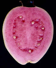 Psidium guajava cv PANTERA ROSA (frutos rosados) 60-80cm segunda mano  Embacar hacia Argentina