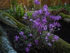 Rhododendron canadense kanadis gebraucht kaufen  Versmold