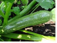 Vegetable courgette defender for sale  SALISBURY