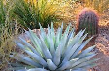 Agave chrysantha golden for sale  SUTTON COLDFIELD