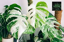 Ceylon variegated monstera for sale  Shipping to Ireland