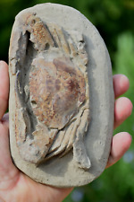 Amazing large fossil for sale  UK
