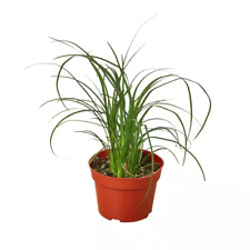 Ponytail palm plant for sale  Holtsville
