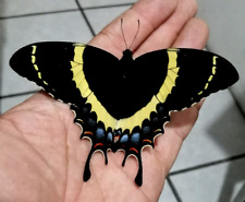 Papilio garamas ssp for sale  Shipping to Ireland