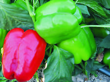 Pepper plug plants for sale  PRESTON