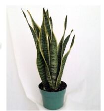 Snake plant mother for sale  Hacienda Heights
