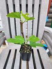 Fig starter tree for sale  Brooklyn