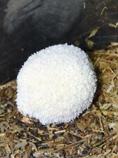 Mushroom spawn seed for sale  ROSS-ON-WYE