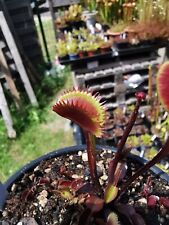 Dionaea muscipula angioma d'occasion  Miribel