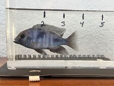 Blue dolphin cichlids for sale  North Port