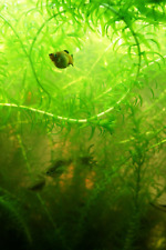 10 x Elodea Densa camarón caracol pez estanque oxigenante seguro acuario planta viva, usado segunda mano  Embacar hacia Argentina