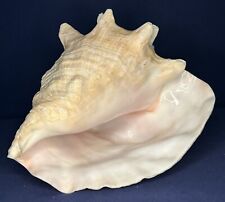 Natural queen conch for sale  Columbus