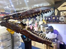 Mosasaur skull halisaurus for sale  La Jolla