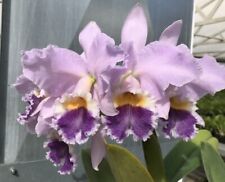 Cattleya portia coerulea for sale  USA