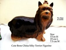 Cute silky terrier for sale  FAKENHAM