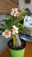 Adenium obesum grinding for sale  Shipping to Ireland