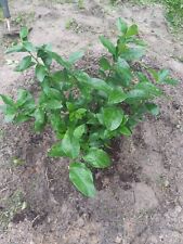 Persian lime tree for sale  Jacksonville