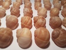 Shells large escargot for sale  CRAIGAVON