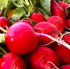 Crimson giant radish for sale  Minneapolis