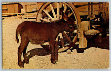 Burro donkey mule for sale  Columbus
