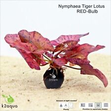 tiger lotus for sale  HOUNSLOW