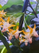 Hoya multiflora sv406 gebraucht kaufen  Walsrode